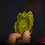 Coca leaves in a kintu