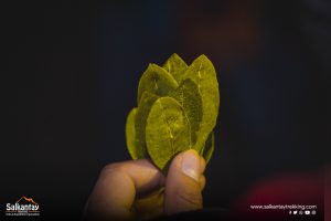 Coca leaves in a kintu