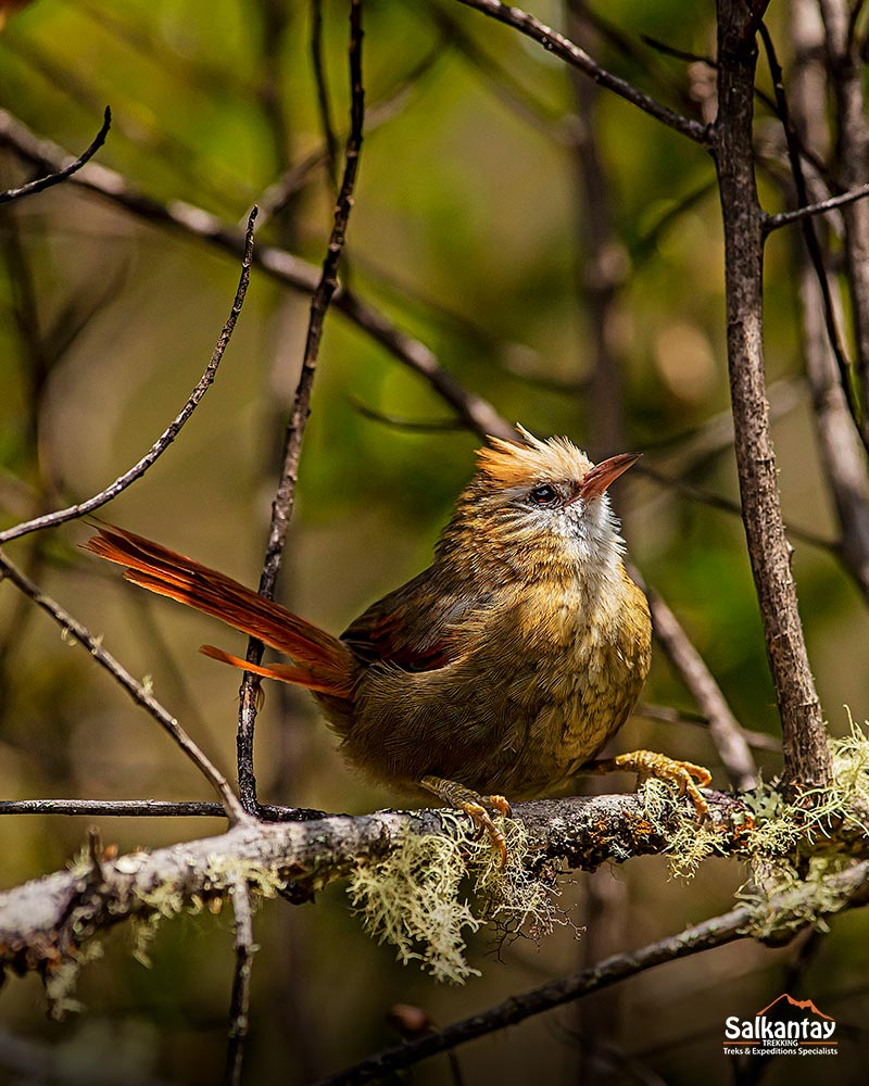 Bird on the Inca Trail