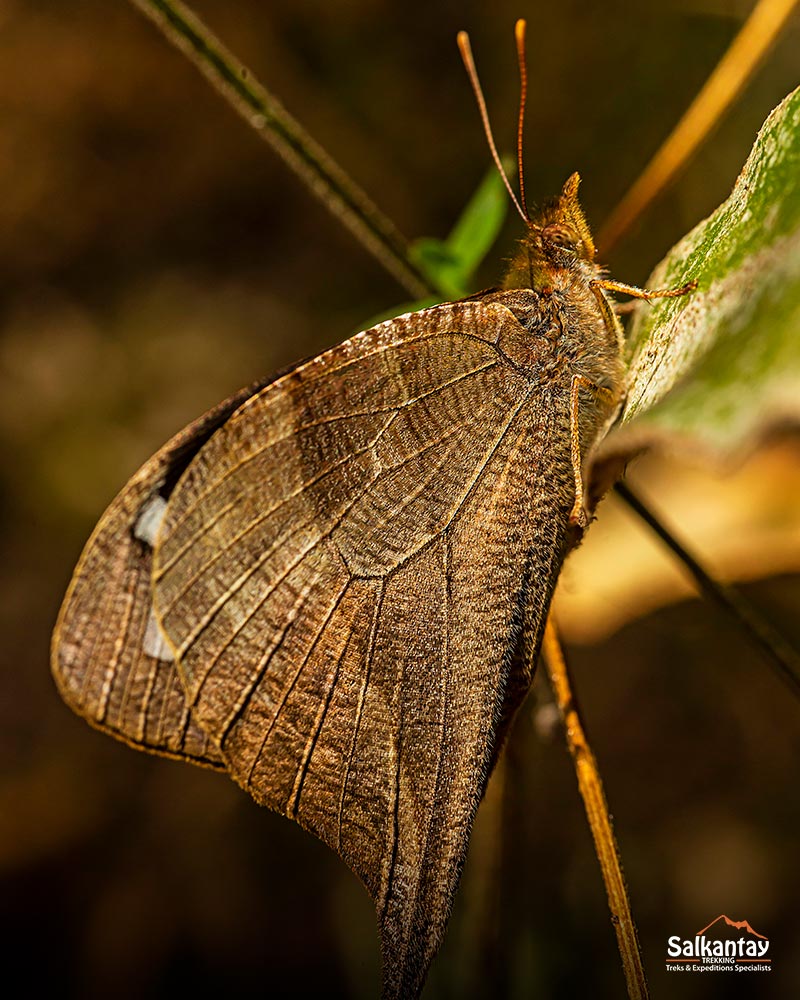 Butterfly on the Inca Trail