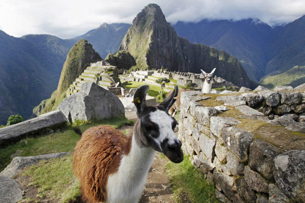 Machu Picchu and llamas