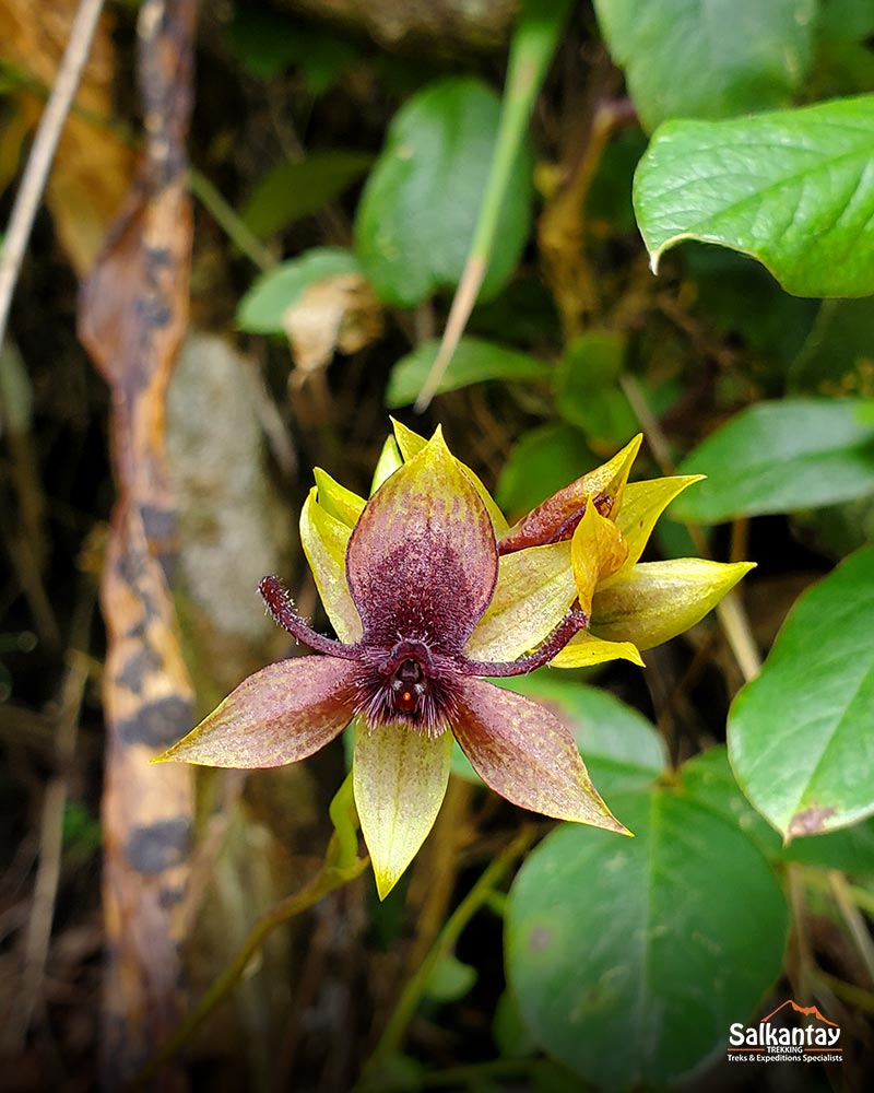 Orchid on the Inca Trail