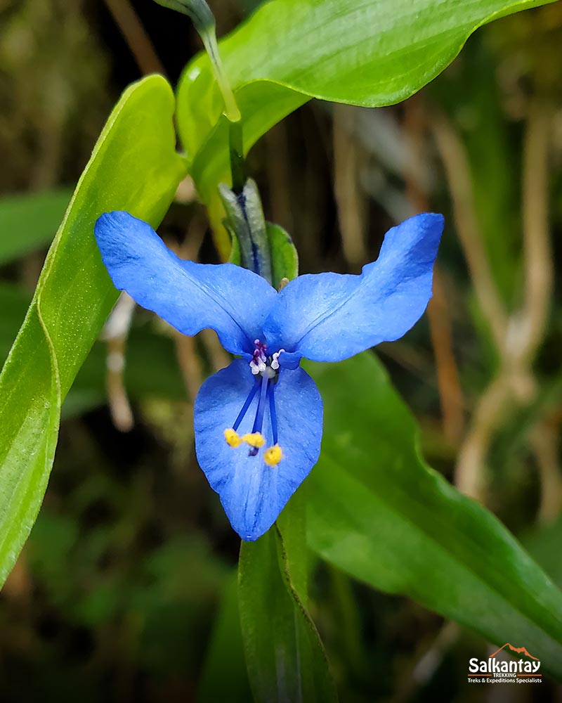 Orchid on the Inca Trail