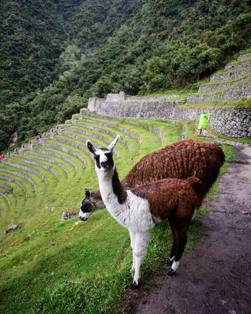 Llamas