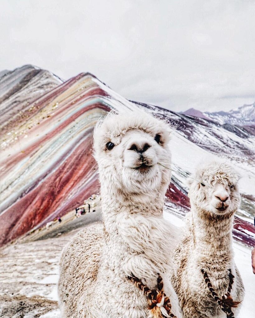 Llamas, mountains and snow