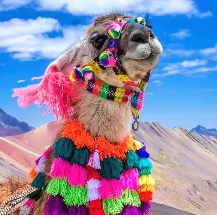 Llama at the mountain