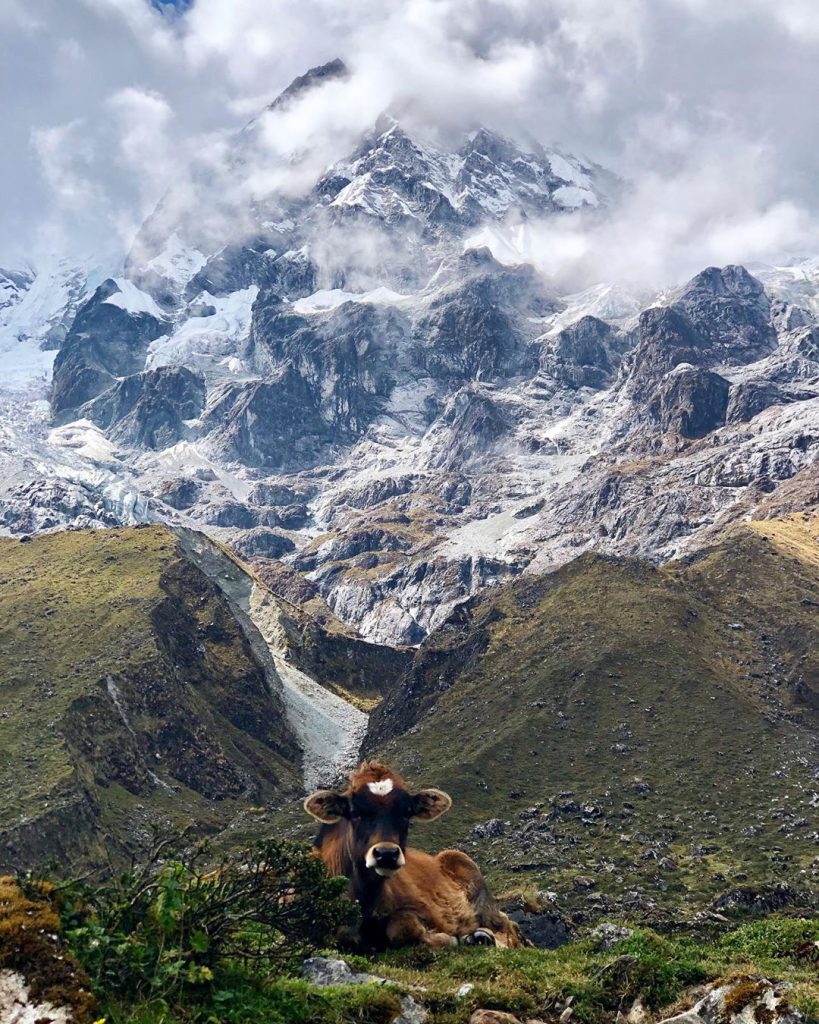 Salkantay mountain and a resting cow