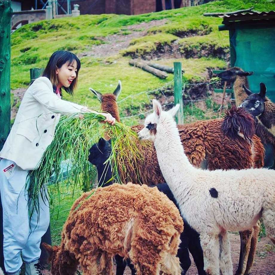 Fauna sanctuary animals andean paddington bear alpacas llamas