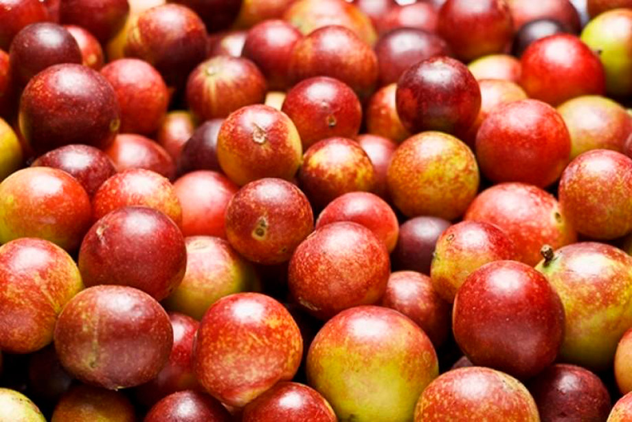 Camu camu, peruvian superfoods