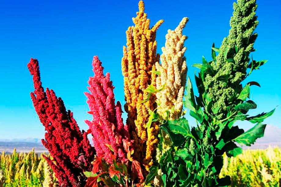Quinoa, peruvian superfoods