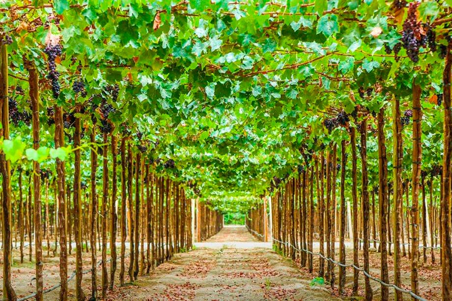It’s Grown in the Desert, wine of Peru.