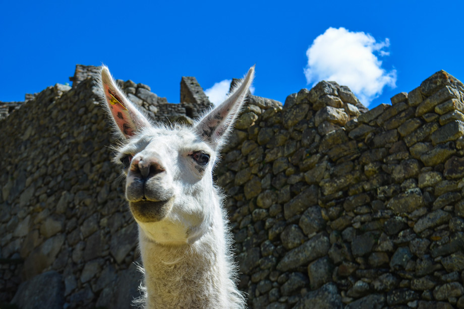 Nature, pretty animals, llama.