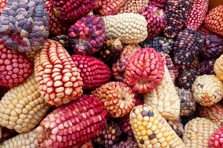 Corn, LoggaWiggler en Pixabay