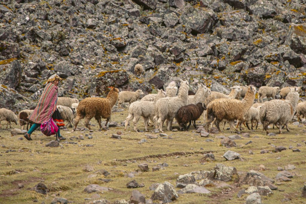A local resident of Lares taking his camelids to pasture.