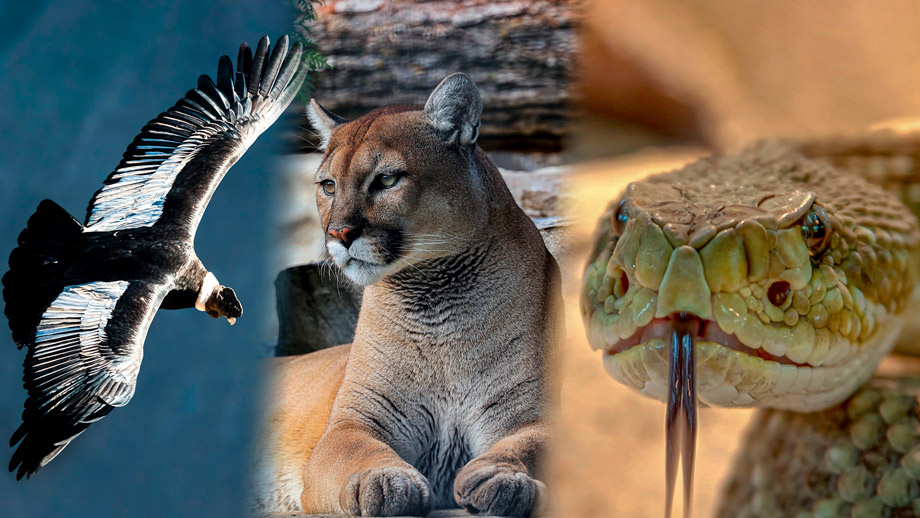 loco Lágrimas Sumergido The Spiritual Importance of the Condor, Puma, and Snake in Peru | Blog