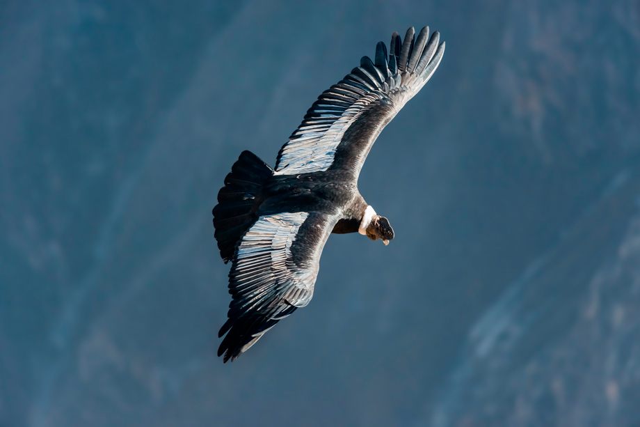 Condor, spiritual importance in peruvian history