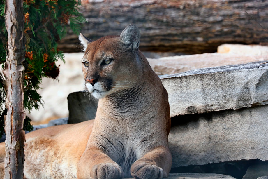 animal puma en peru