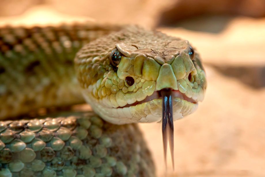 Snake, spiritual importance in peruvian history