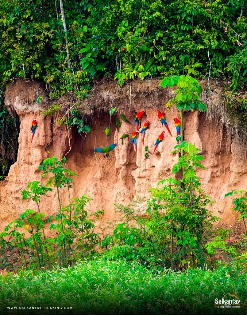 Manu National Park