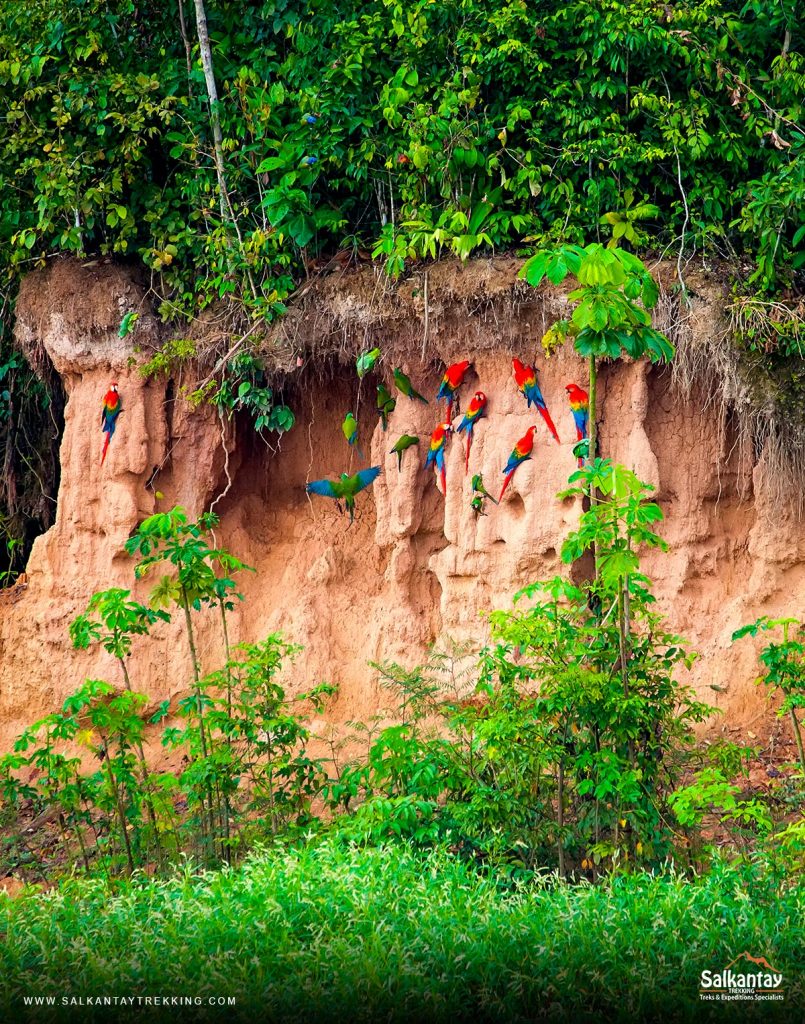 The Manu National Park is a protected natural area located in the southeast of Peru.