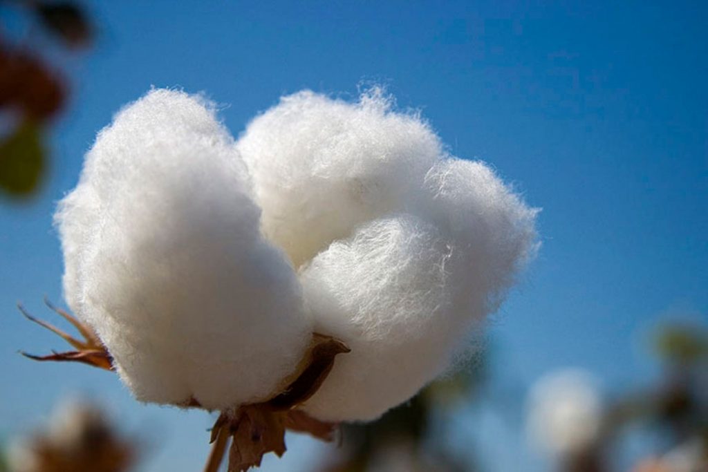 Pima cotton Peru
