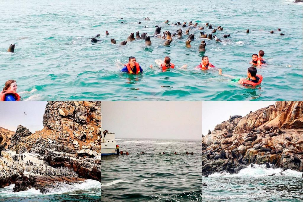 swim with marine lyons in palomino islands lima peru