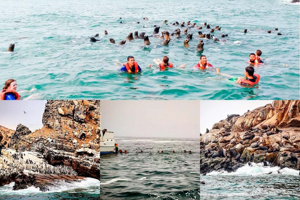 Swim with marine lyons in Palomino Islands Lima Peru