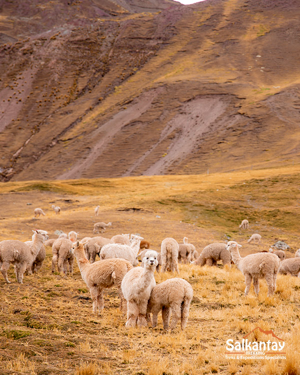 Fauna on the Ausangate Trek
