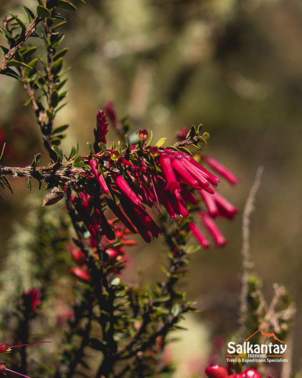 Flora on the Inca Trail