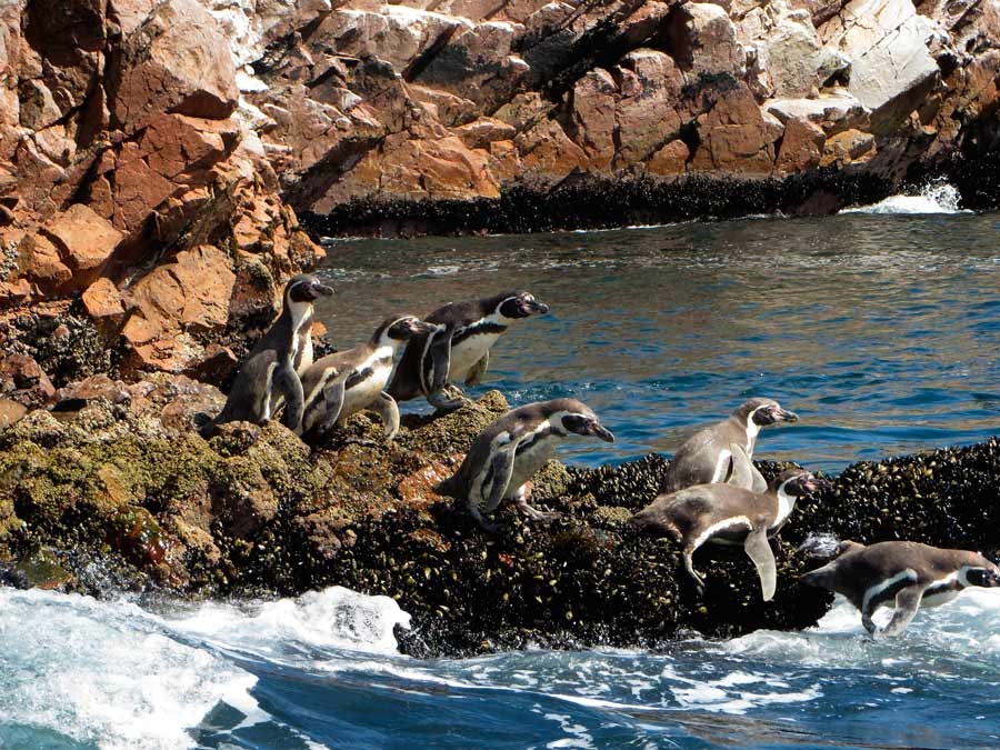 Ballestas island