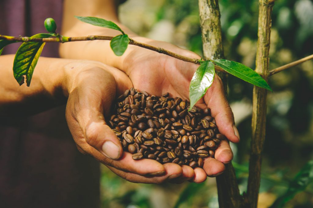 Peru is one of the world's main producers of coffee beans.