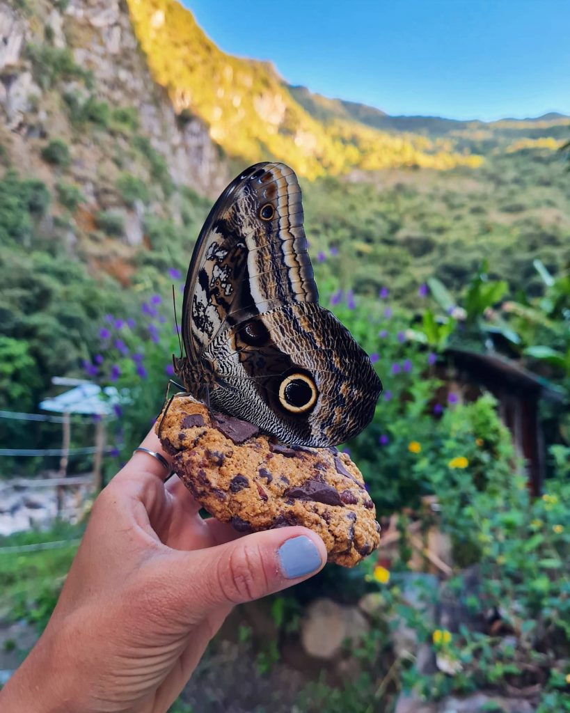 @mamagalleta2020 | Mariposario de Machu Picchu