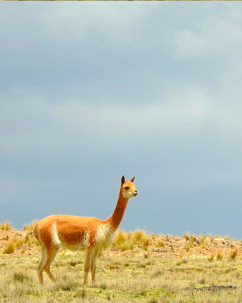 The Vicuña: Peru's Representative and Emblematic Species