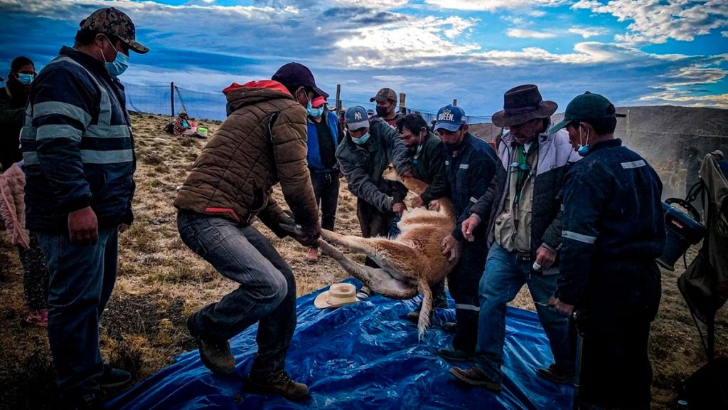 The “Chaccu” Vicuña | @erick_c.sar