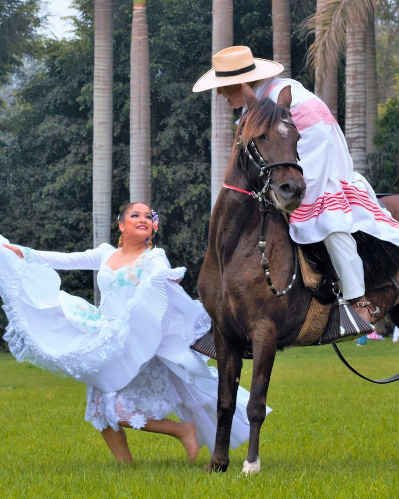The Peruvian Paso Horse | @alfredosalaspooley