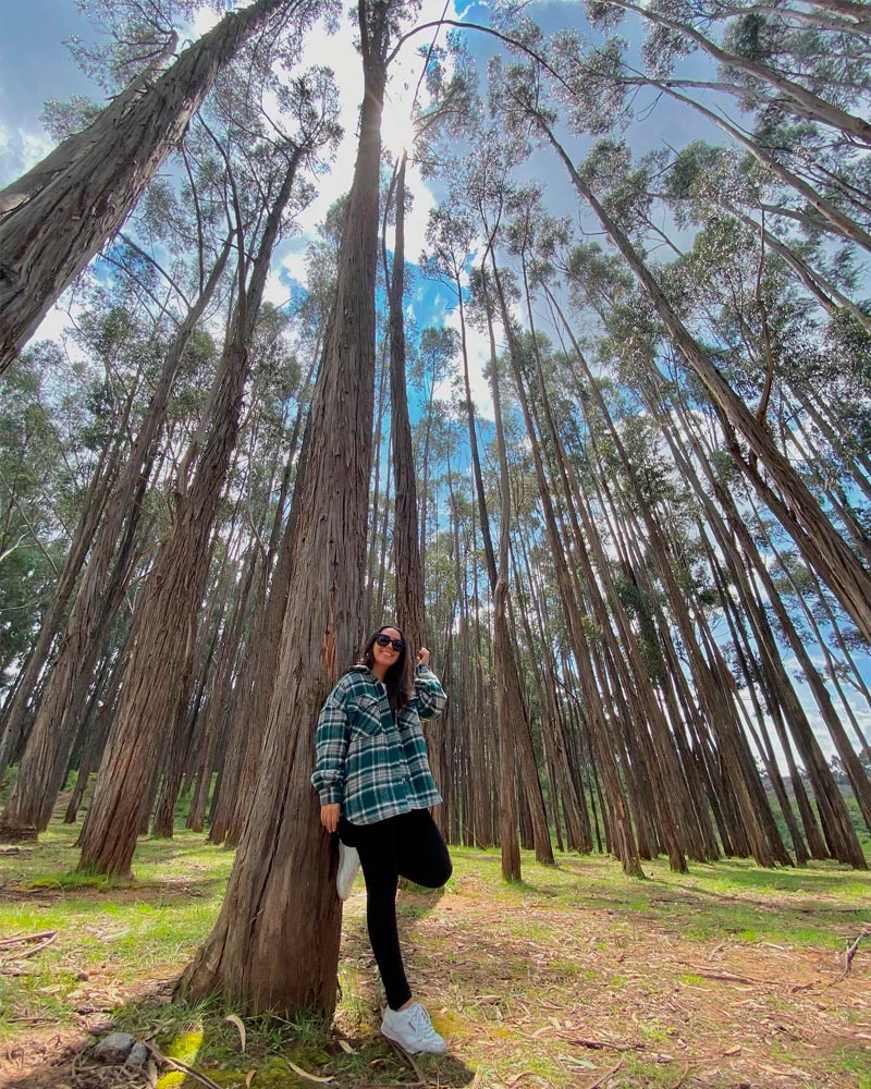 The forest of tall eucalyptus trees | @andreasophiani