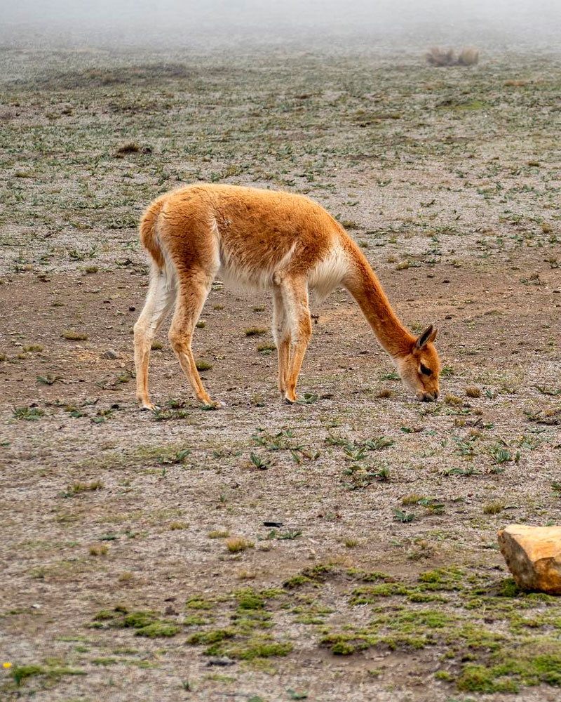 Vicuña | @giorgioluparia