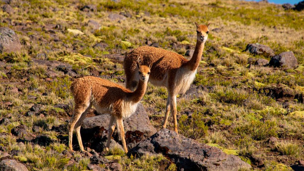The Vicuña: Peru’s Representative and Emblematic Species