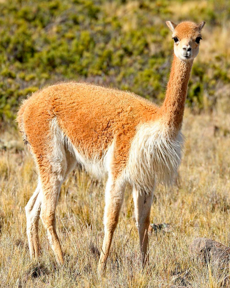 The Vicuña: Peru’s Representative and Emblematic Species