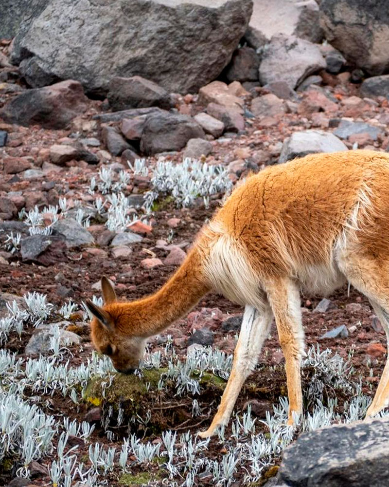 The Vicuña: Peru’s Representative and Emblematic Species