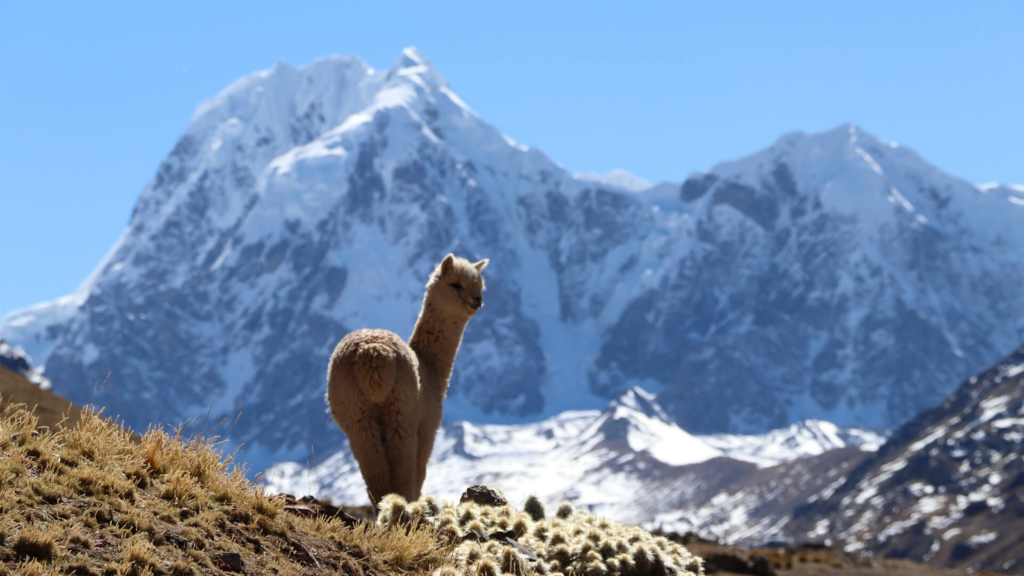 lama