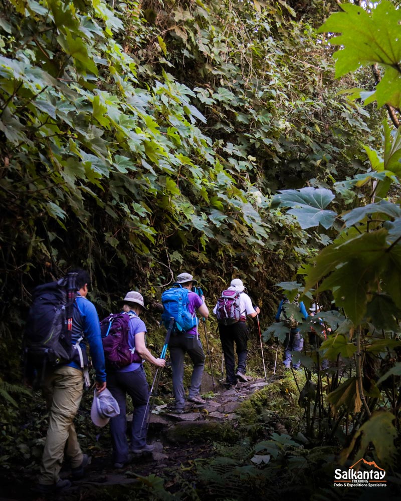 Bamboo Forest - Inca Trail