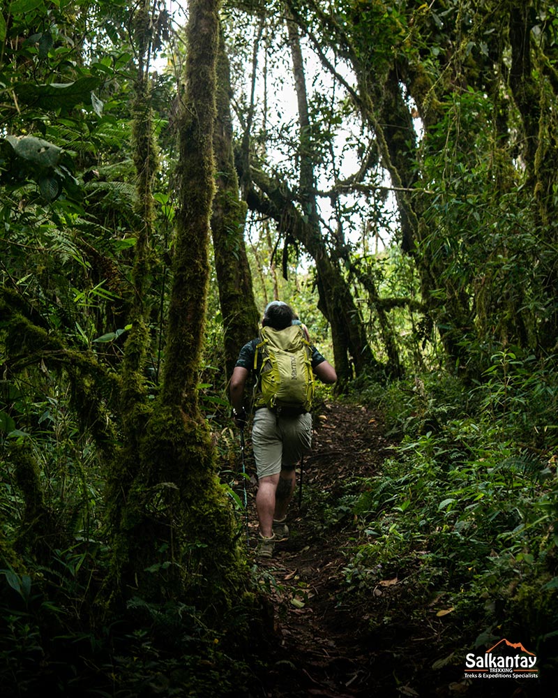 Beautiful forest located in Cusco