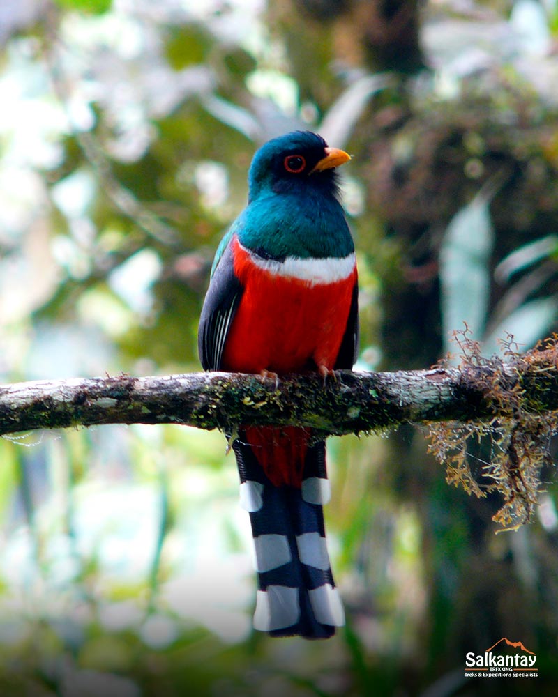 Bird - The Tropical Rainforest