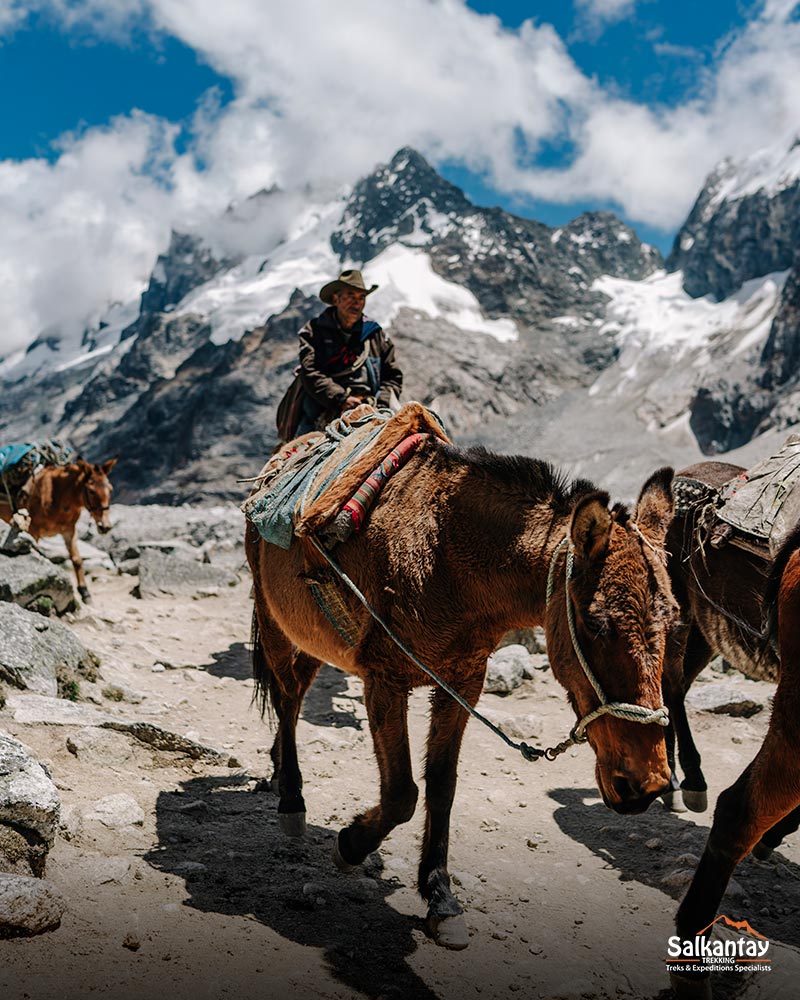 Our muleteers