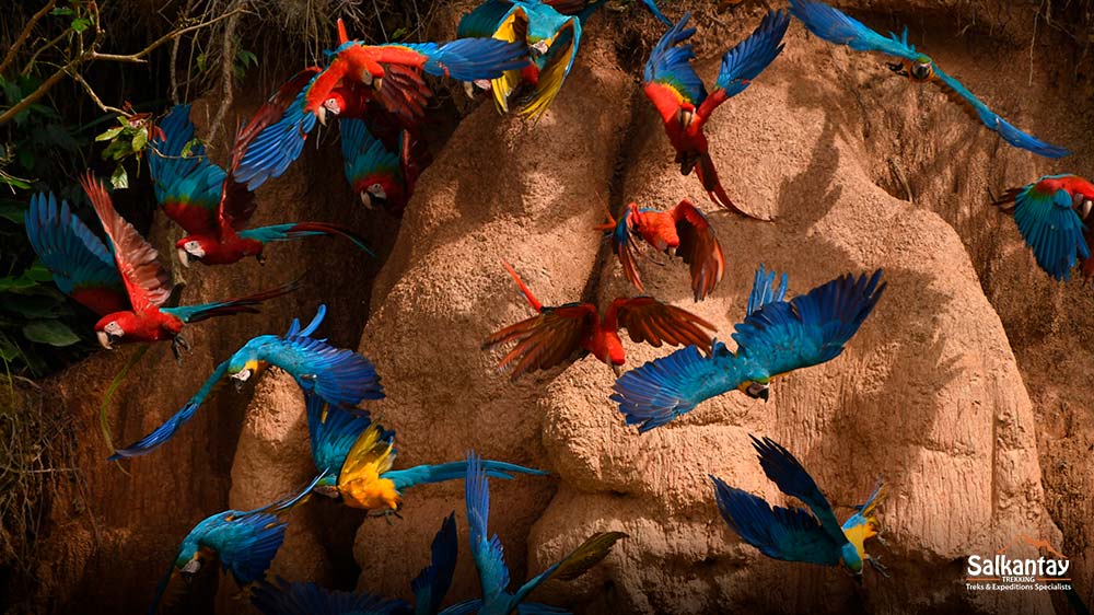 The fauna in Peruvian forests