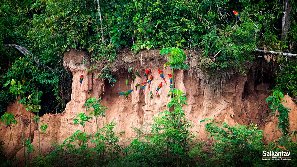The most forests in the world