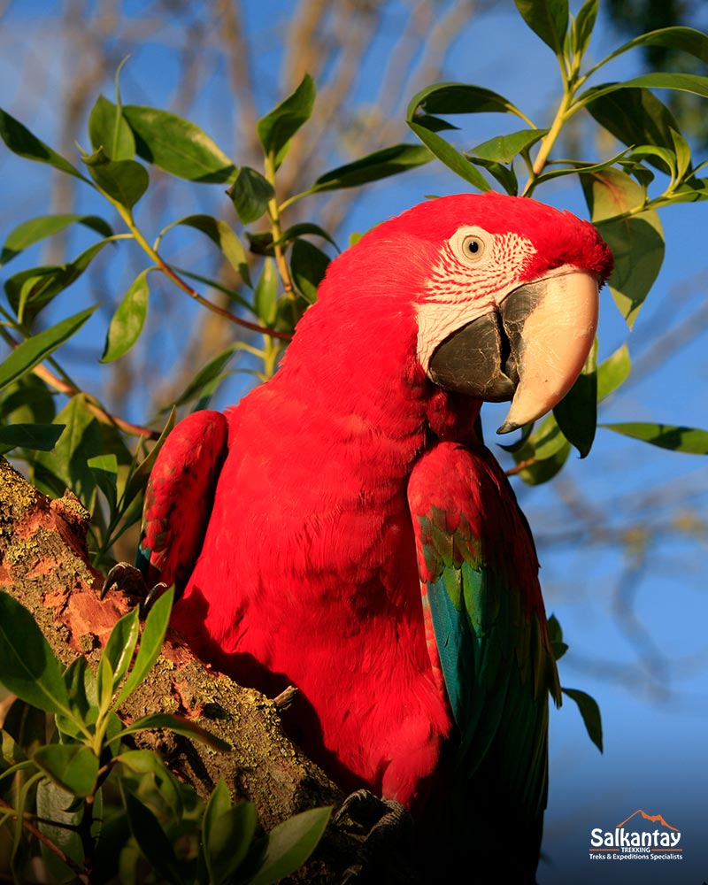 Toucan - The Tropical Rainforest