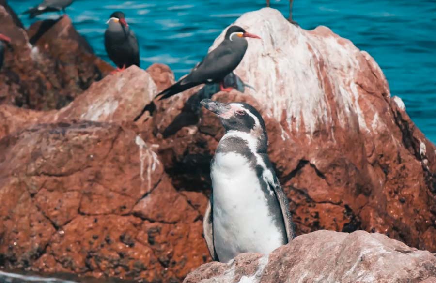 Penguins in the Ballestas Islands in Paracas @k.rieger_photographer._.d