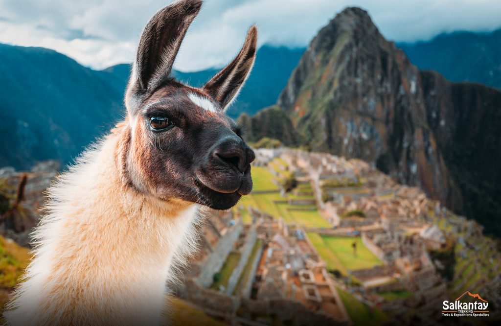 Close-up photo of a llama against the backdrop of Machu Picchu